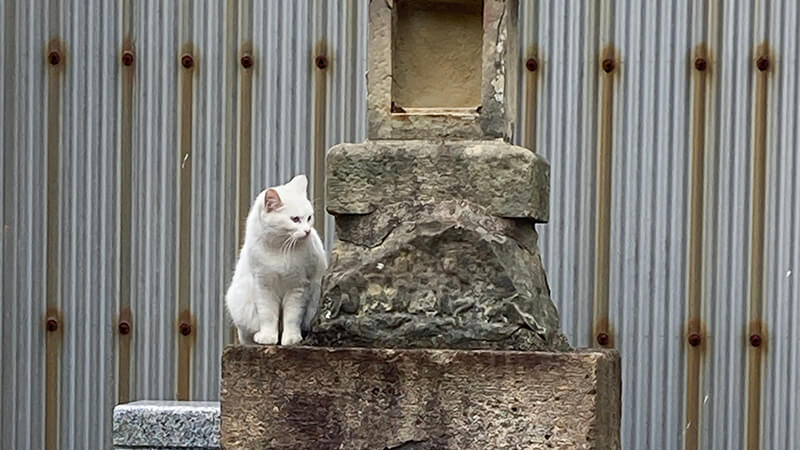 飯沼稲荷　白猫